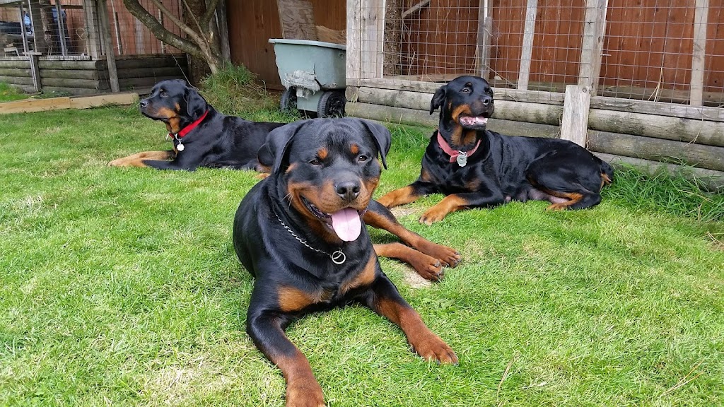 Lilys Rottweilers | 38280 Westway Ave, Squamish, BC V8B 0W6, Canada | Phone: (604) 345-9011