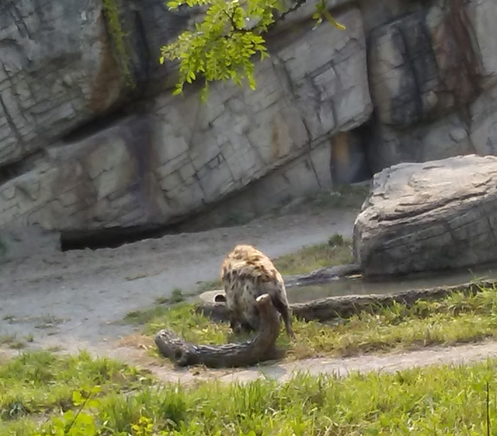 Tiger Exhibit at Buffalo Zoo | Buffalo, NY 14214, USA | Phone: (716) 837-3900