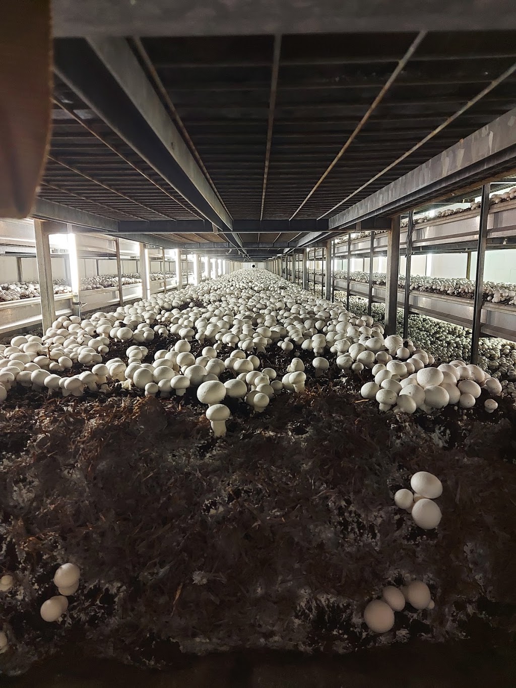 Sharon Mushroom Farm | 20744 Kennedy Rd, Sharon, ON L0G 1V0, Canada | Phone: (905) 473-3953