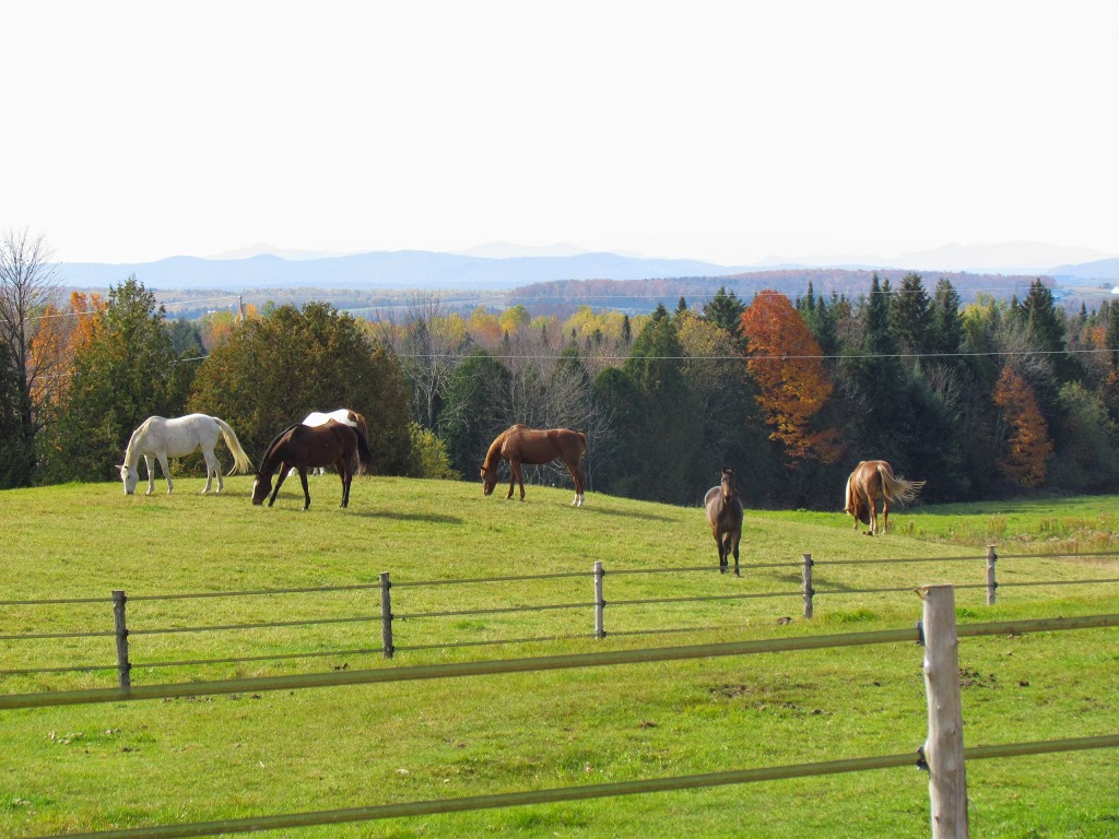 Harmony Hills Equestrian Centre | 181 Chemin Johnston, Cookshire-Eaton, QC J0B 1M0, Canada | Phone: (514) 808-2050