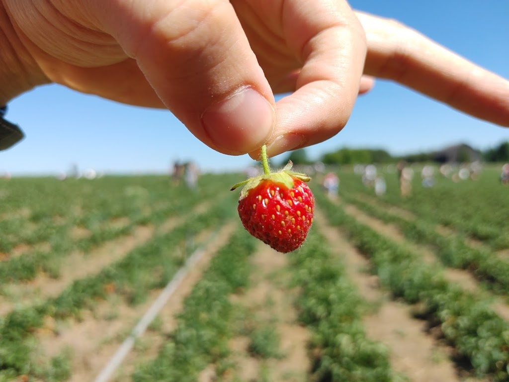 Organics Farm | 7550 19th Ave, Markham, ON L6B 1A8, Canada | Phone: (905) 640-5206