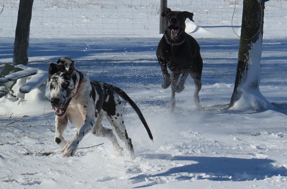 Great Danes & Bull Terriers by Strongbow Dog Breeder | 4594 ON-3, Sherkston, ON L0S 1R0, Canada | Phone: (905) 894-4809