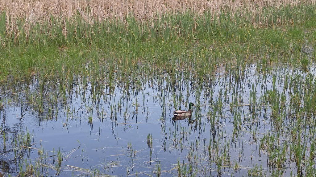 McKenzie Wetland | 138-186 St Johns Sideroad, Aurora, ON L4G 6T6, Canada