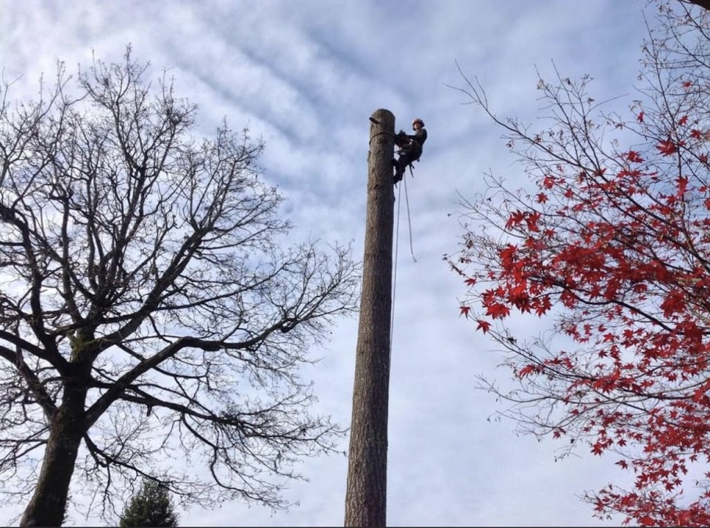 ROYAL WOOD TREE CARE | 1101 English Bluff Rd, Delta, BC V4M 2N7, Canada | Phone: (604) 943-0084