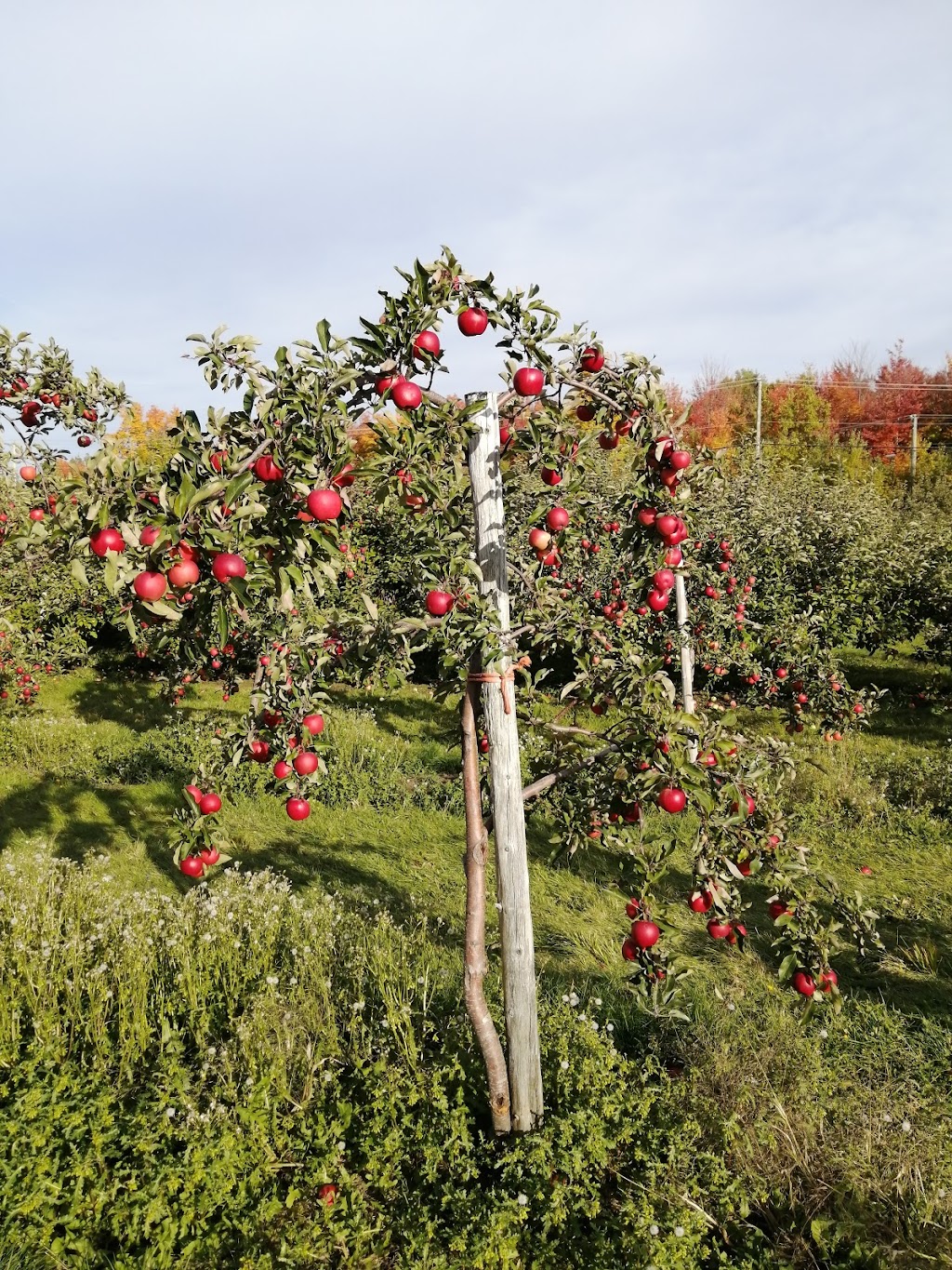 Verger familial et Compagnons | 60 Chem. de Fitch Bay, Magog, QC J1X 3W2, Canada | Phone: (819) 868-0600