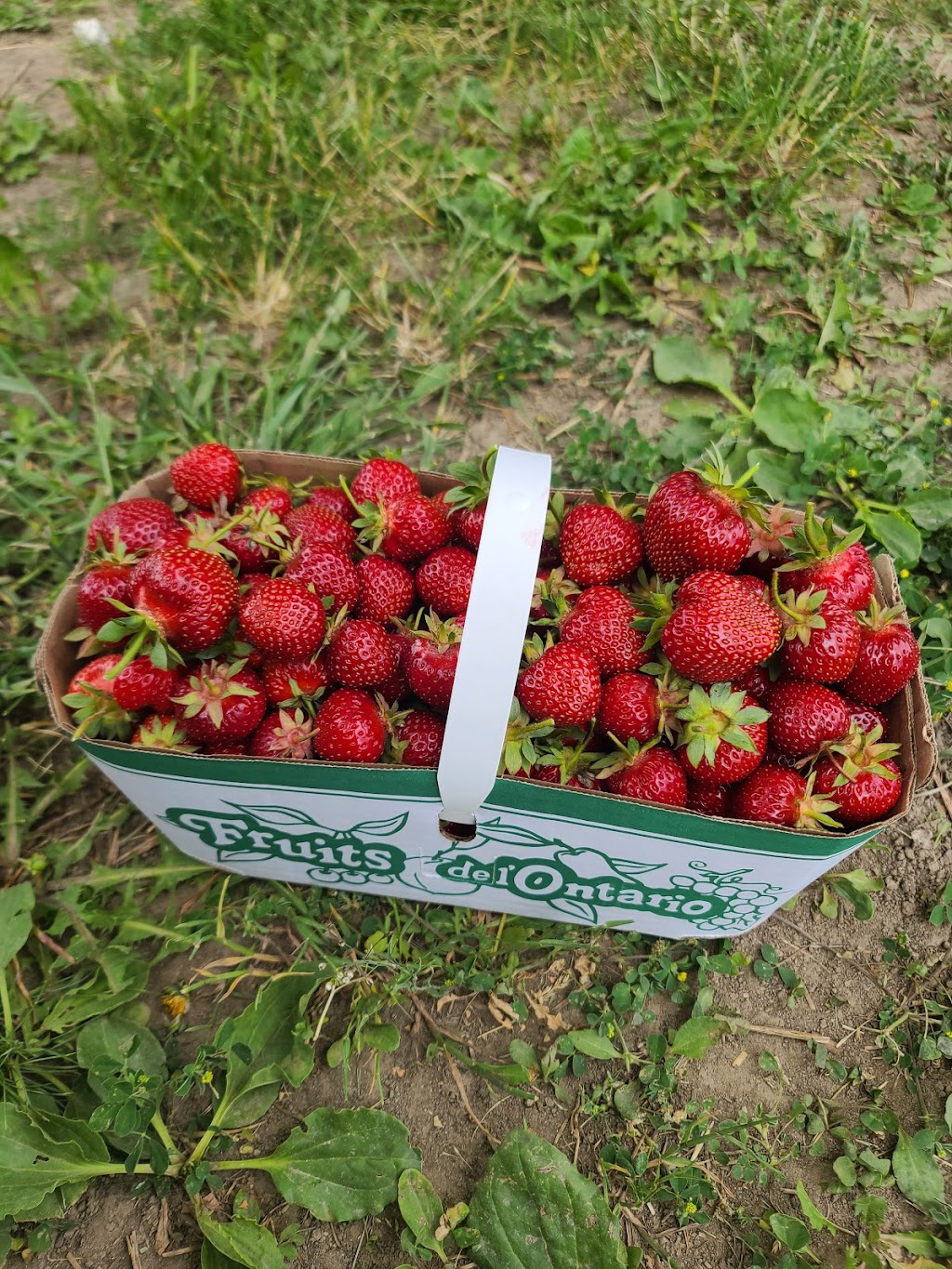 Heemans - Pick Your Own Strawberry Patch | 20298 Nissouri Rd, Thorndale, ON N0M 2P0, Canada | Phone: (519) 461-1416