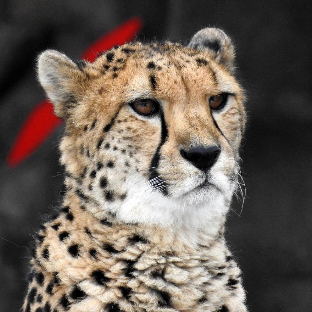 Cheetah Exhibit | 2000 Meadowvale Rd, Scarborough, ON M1B 5K7, Canada | Phone: (416) 392-5929