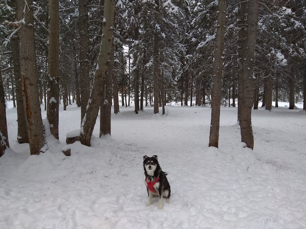 Banff Off-Leash Dog Park | Hawk Ave, Banff, AB T1L, Canada | Phone: (403) 762-1240