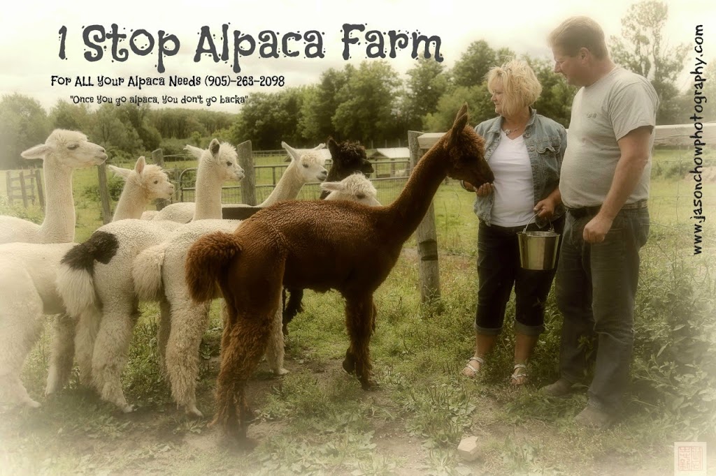1 Stop Alpaca Farm | 1857 Durham Road #3 WE HAVE MOVED AND, DO NOT OFFER TOURS, Hampton, ON L0B 1J0, Canada | Phone: (905) 261-4240