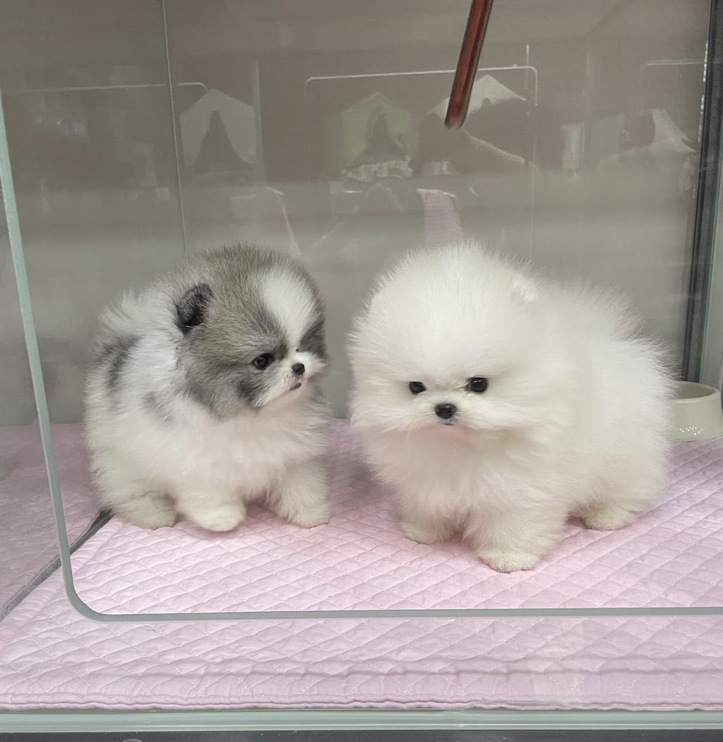 Teacup Dogyam Puppies For Sald | 108 Hendon Ave, North York, ON M2M 1A2, Canada | Phone: (574) 777-3177