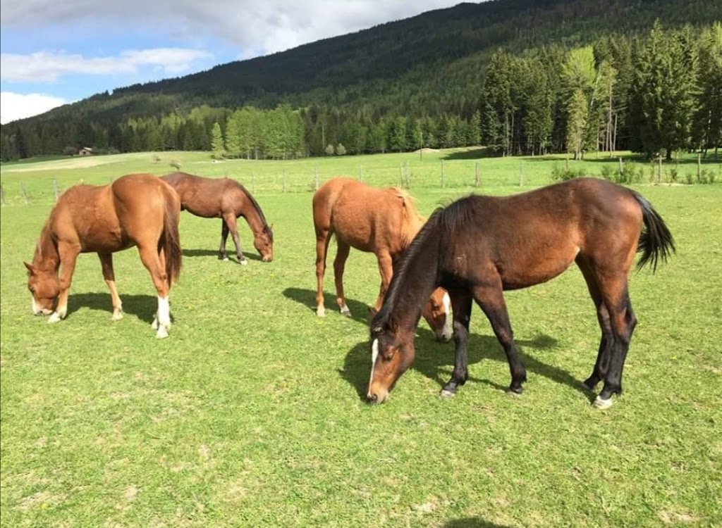 Teixeira Performance Stables | 6741 60 St NE, Canoe, BC V0E 1K0, Canada | Phone: (250) 803-6003