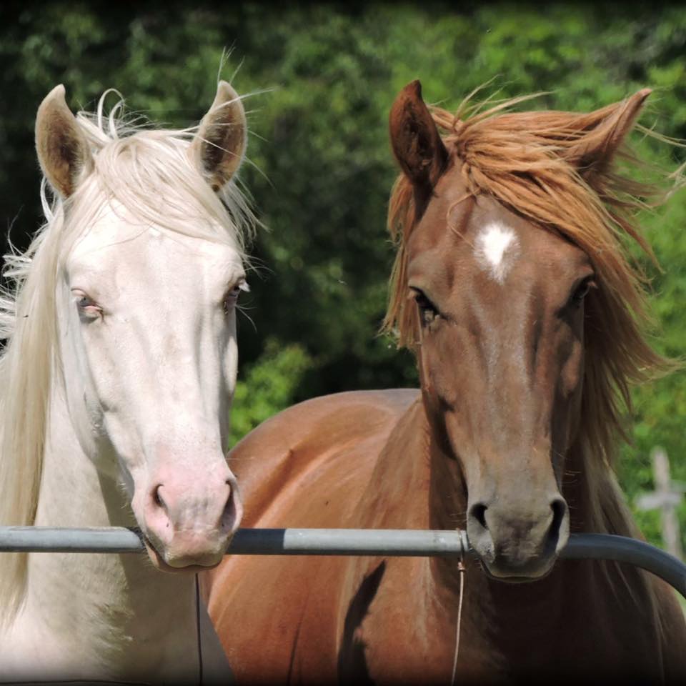 Ranch thérapeutique cheval de soie | 580 Chemin du Sanctuaire, Sherbrooke, QC J1H 0E1, Canada | Phone: (819) 620-3377