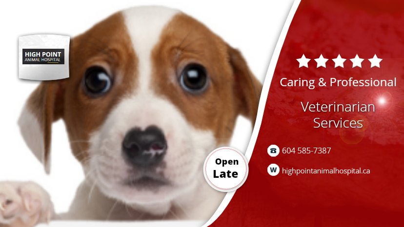 High Point Animal Hospital | 9666 King George Blvd, Surrey, BC V3T 2V4, Canada | Phone: (604) 585-7387