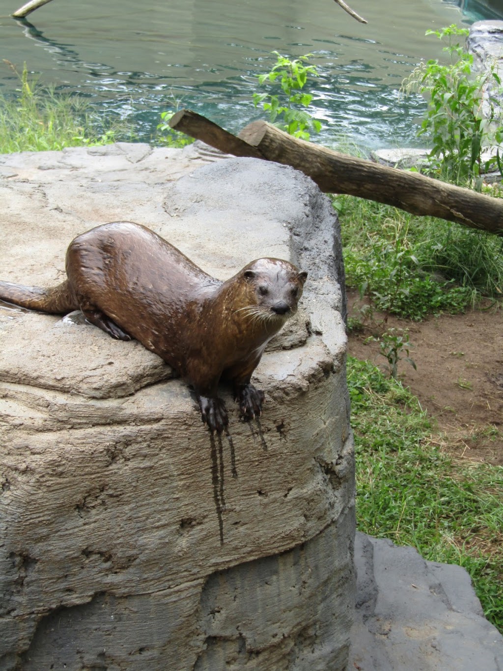 Ecomuseum Zoo | 21125 Ch Ste-Marie, Sainte-Anne-de-Bellevue, QC H9X 3Y7, Canada | Phone: (514) 457-9449