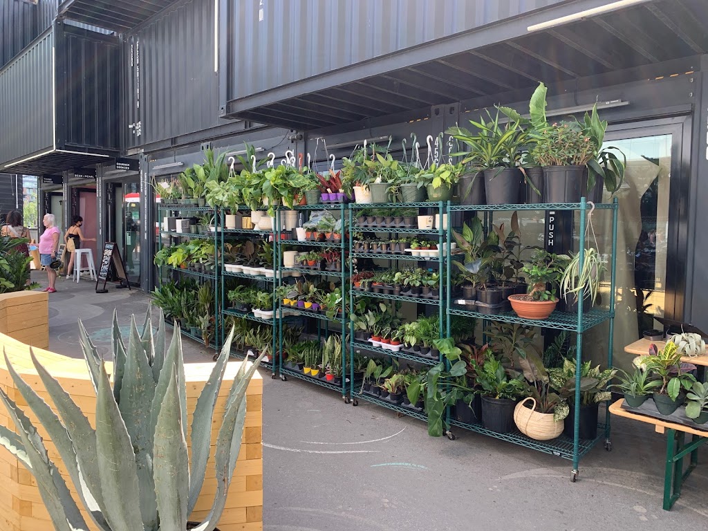 Promise Supply Plants at stackt | 28 Bathurst St, Toronto, ON M5V 0C6, Canada | Phone: (647) 957-8291