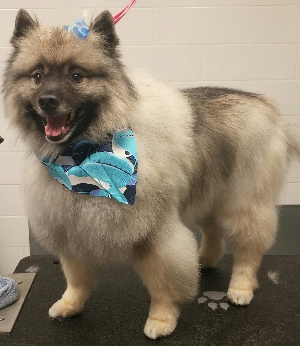 Burlington Dog Grooming | 450 Appleby Line, Burlington, ON L7L 2Y2, Canada | Phone: (289) 230-1233