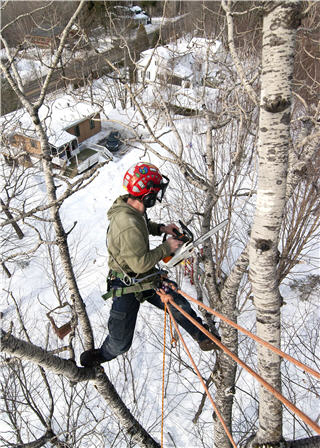 Altitude Arboriculture | 40 Chem. des Lacs, Lac-Beauport, QC G3B 1C2, Canada | Phone: (418) 849-1882