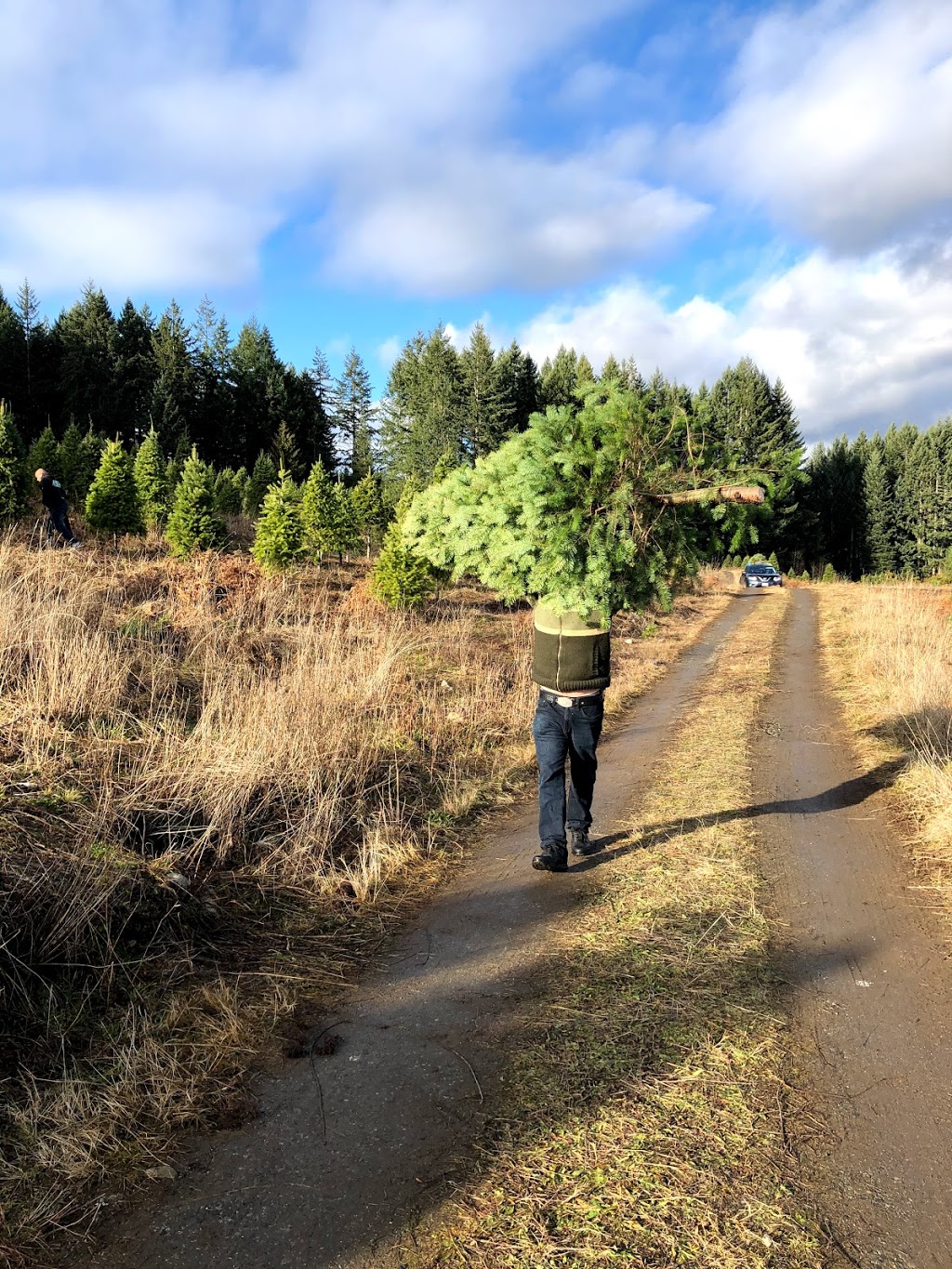 Gogos Christmas Tree Farm | 2625 S Forks Rd, Nanaimo, BC V9X 1H3, Canada | Phone: (250) 754-2276