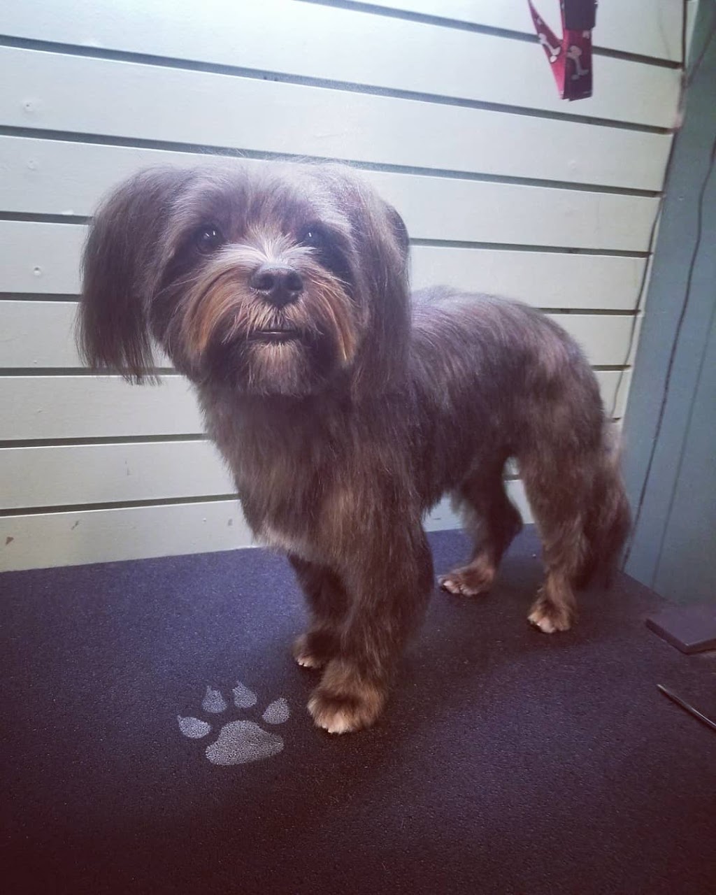 Pawcific Coast Grooming | 4306 Jingle Pot Rd, Nanaimo, BC V9T 5P4, Canada | Phone: (250) 668-5080