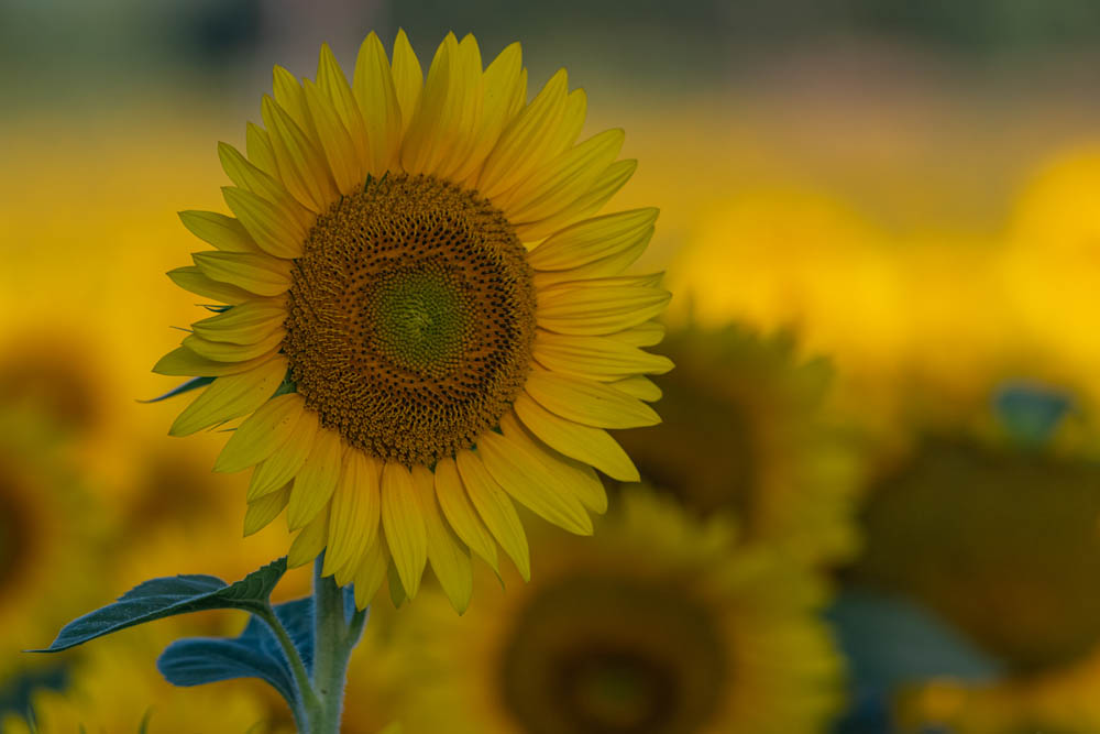 Toronto Sunflower Fields and Festival | 15770 Mountainview Rd, Caledon, ON L7C 2V2, Canada | Phone: (905) 965-8201