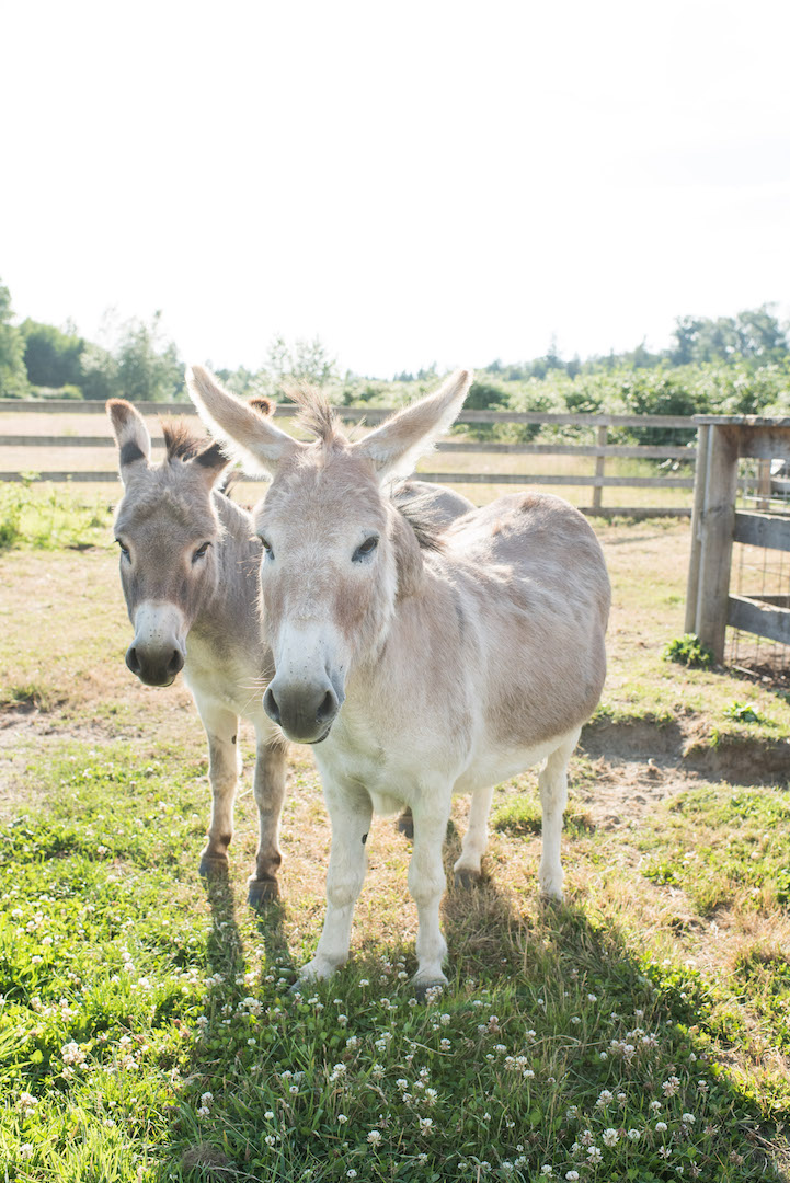 Central Park Farms | 225 216 St, Langley Twp, BC V2Z 1R7, Canada | Phone: (604) 728-2374