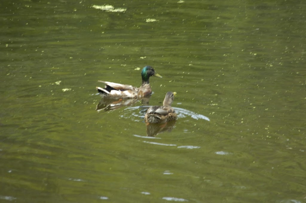 Waterfowl Viewing | 361A Old Finch Ave, Scarborough, ON M1B 5K7, Canada | Phone: (416) 392-5929