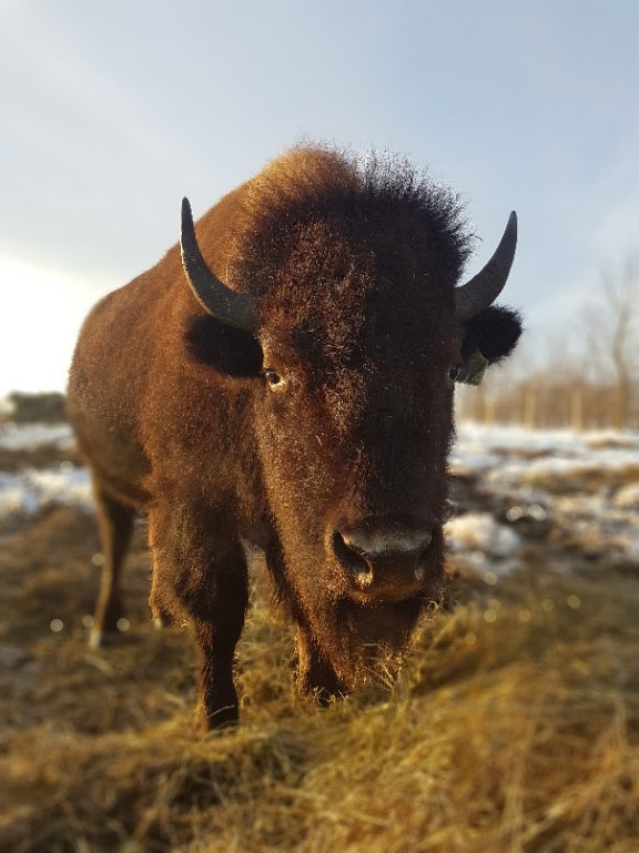 Snowy Creek Bison | 259105 Sarawak Keppel Townline, Kemble, ON N0H 1S0, Canada | Phone: (519) 374-3862