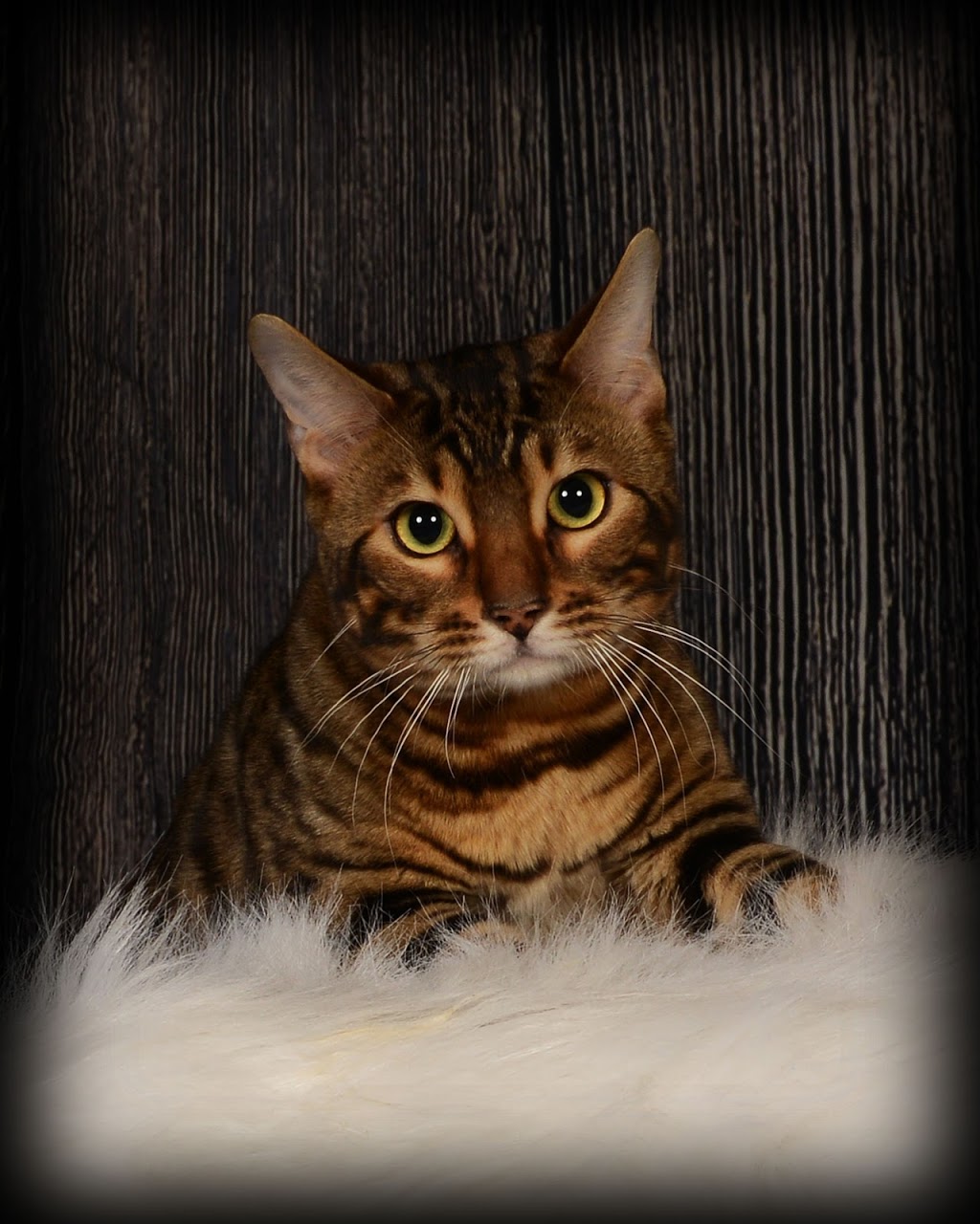 Bucephale Bengal | Quebec City, QC, Canada | Phone: (581) 983-1671