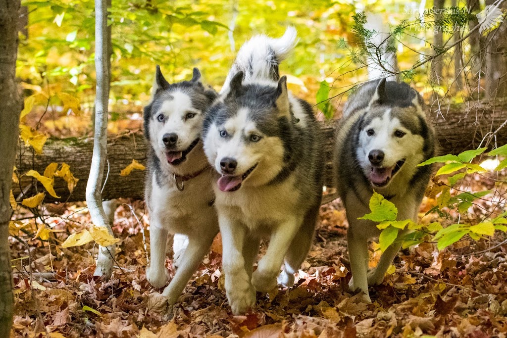 Équi-Canin | 11840 Chem. de la Rivière du N, Mirabel, QC J7N 1H8, Canada | Phone: (450) 275-1772