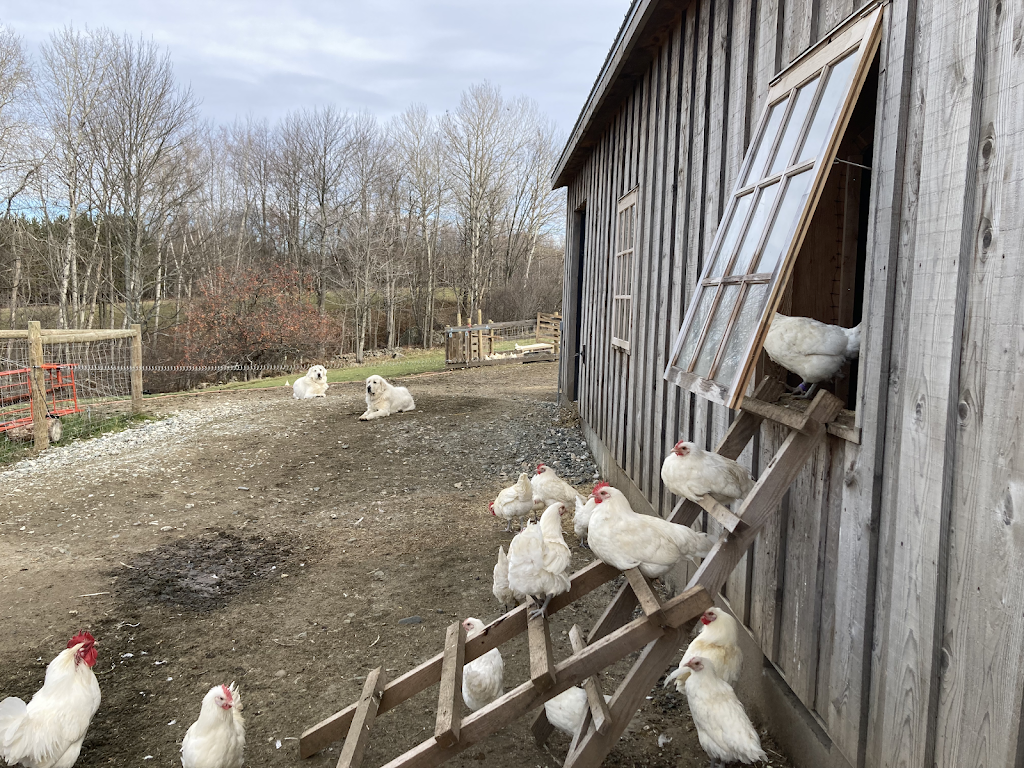 Ferme Province Hill | 91 Chem. de Province Hill, Mansonville, QC J0E 1X0, Canada | Phone: (438) 872-9135