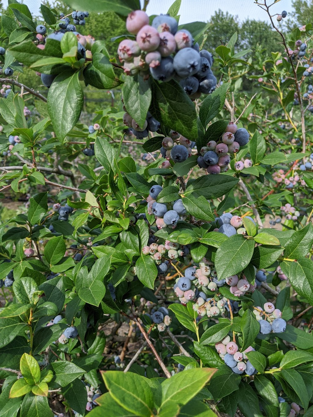 Bleuetière du Boisé | 1026 Impasse de la Bleuetière, Granby, QC J2J 0C4, Canada | Phone: (450) 531-1938