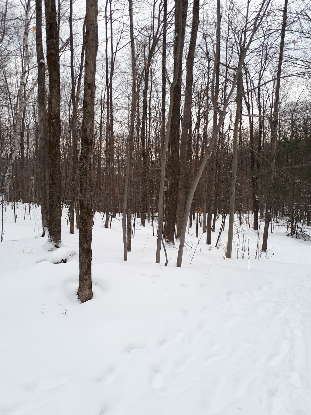 Sentier Massawippi Trail | 85-81 Côte du Piémont, Sainte-Catherine-de-Hatley, QC J0B, Canada