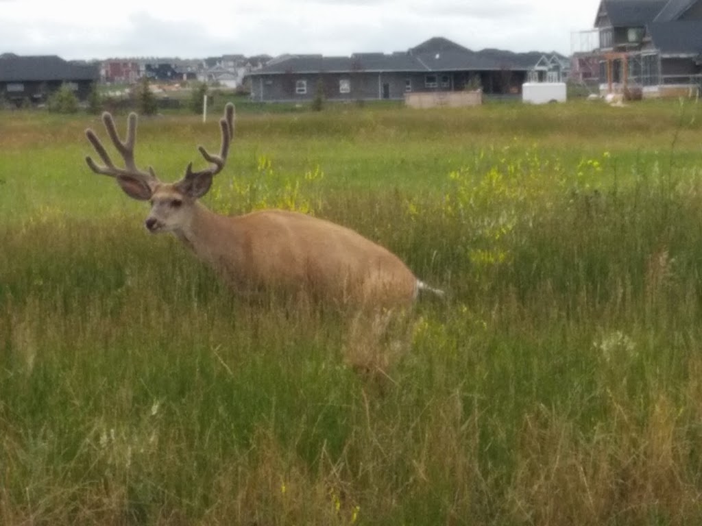 Green Haven Estates | 48 St E, Okotoks, AB T1S 0H1, Canada | Phone: (403) 828-3162