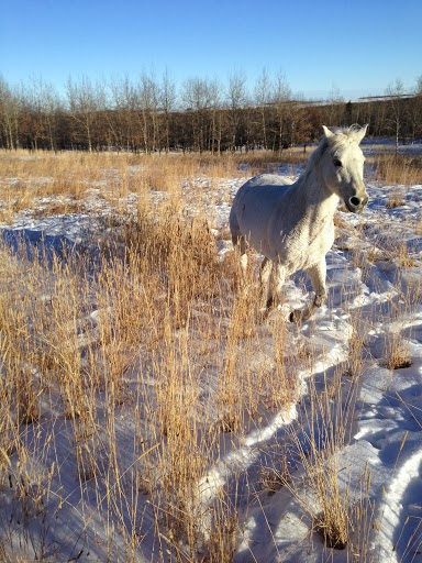 Equine Care and Keep | Jack Eby Trail, Box 63, Water Valley, AB T0M 2E0, Canada | Phone: (403) 510-8324