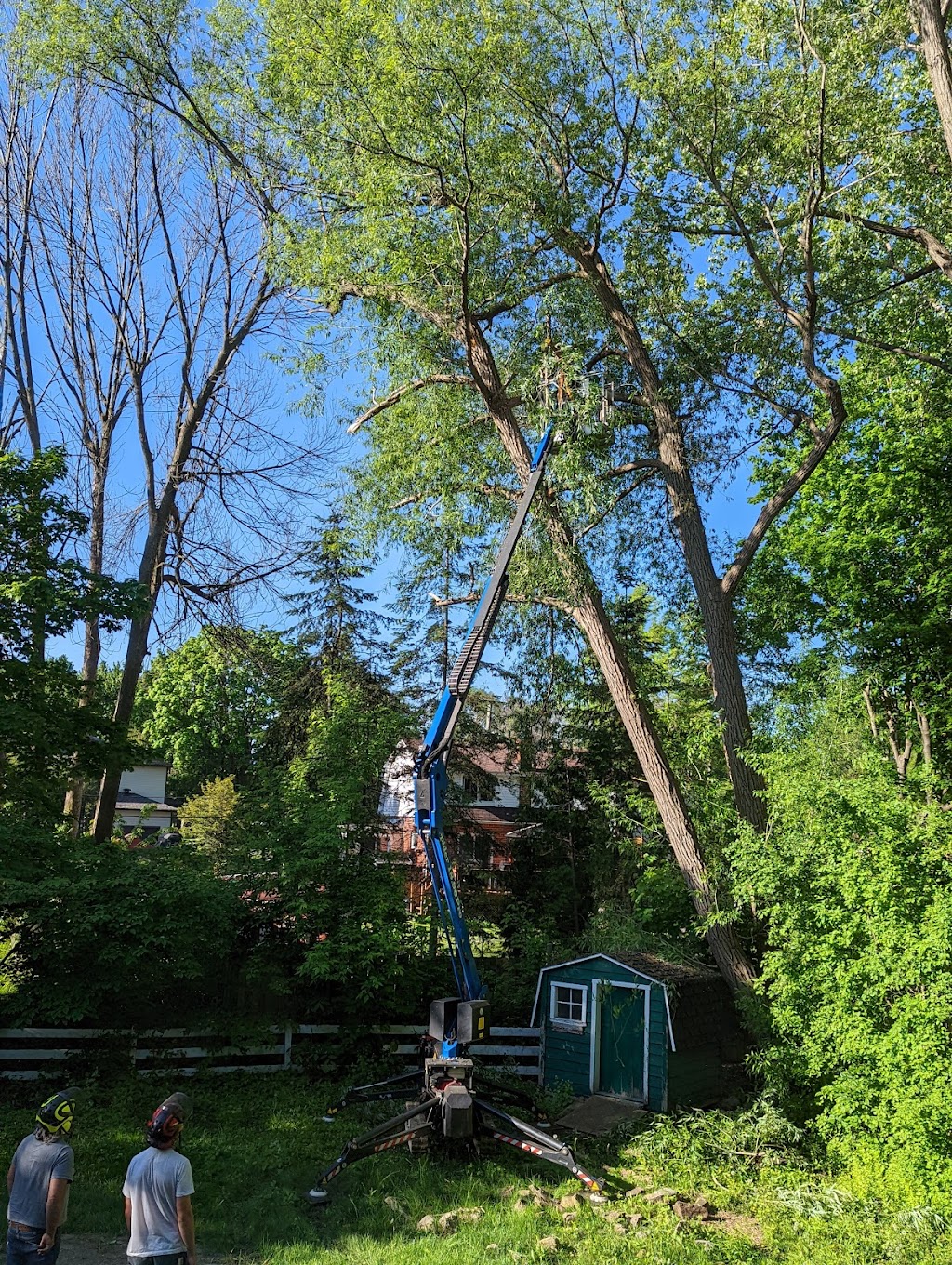 TAS Tree Removal & Pruning | 2343 Pl. des Musiciens, Saint-Lazare, QC J7T 3C6, Canada | Phone: (514) 701-2684