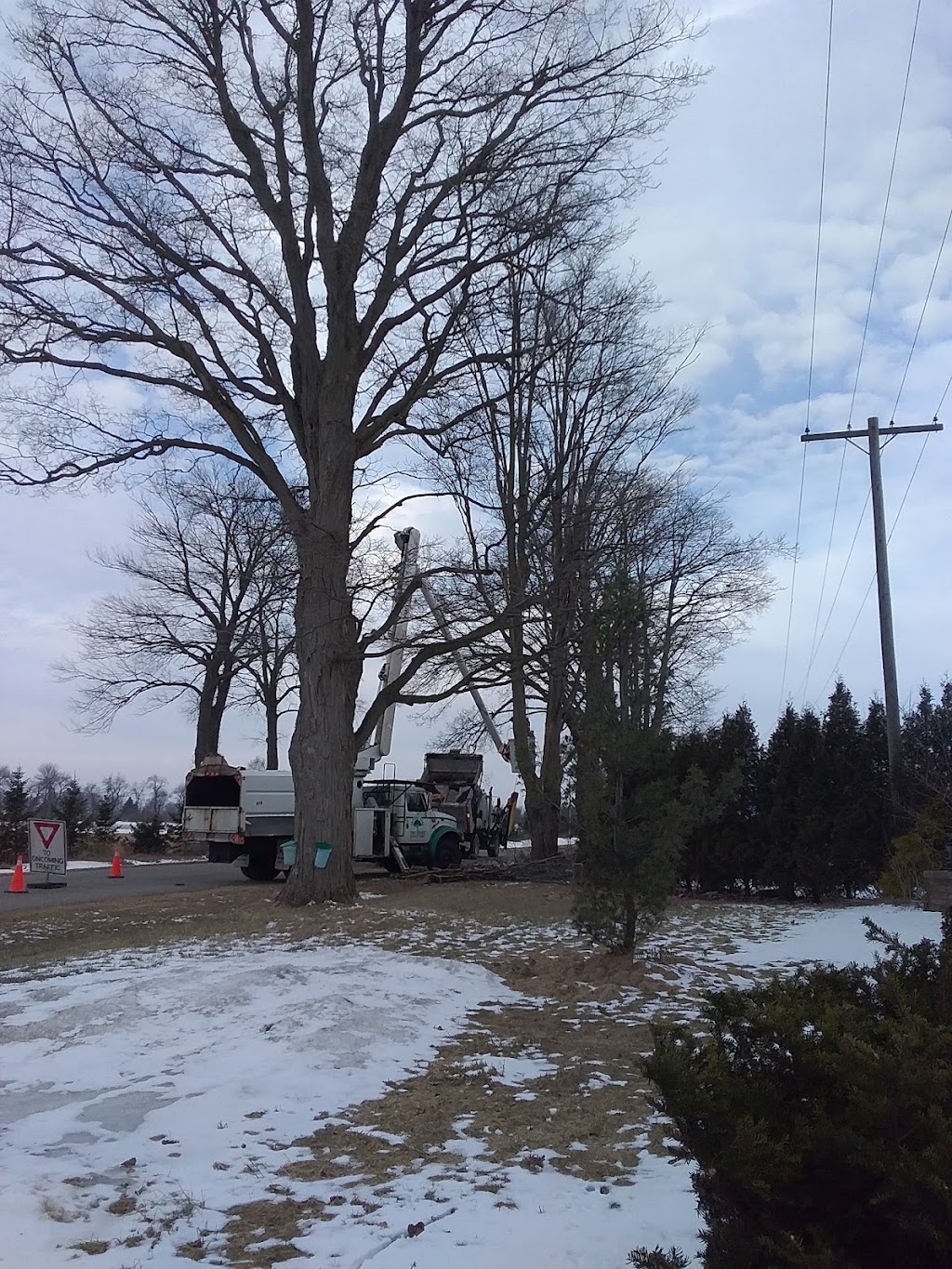 ANDERS TREE SERVICE | 408 Concession 7 Townsend, Waterford, ON N0E 1Y0, Canada | Phone: (226) 567-3943