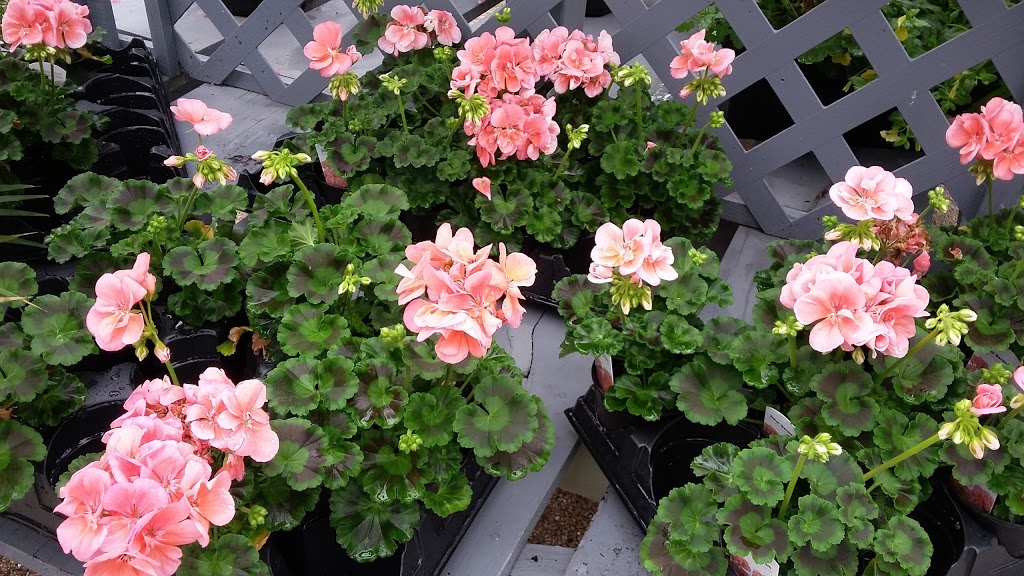 Crawfords Garden Centre | 8689 5 Sideroad, Milton, ON L9T 2X7, Canada | Phone: (905) 878-0223