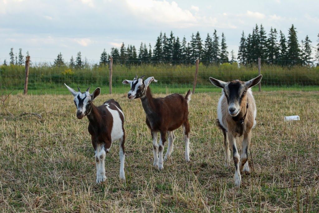 Emerald Isle Goat Creamery and Artisan Cheeses | 1231 Trans-Canada Hwy RR#1, Belle River, PE C0A 1B0, Canada | Phone: (902) 962-3497