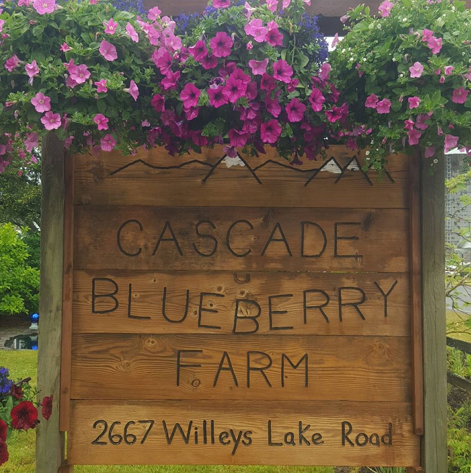 Cascade Blueberry Farm | 9791, 2667 Willeys Lake Rd, Custer, WA 98240, USA | Phone: (360) 366-5188