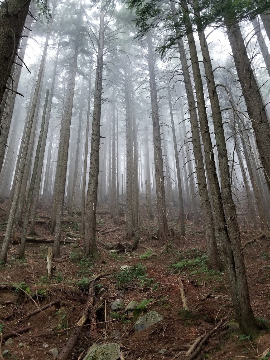 Perimeter Trail | Perimeter Trail, North Vancouver, BC V7G 1L3, Canada