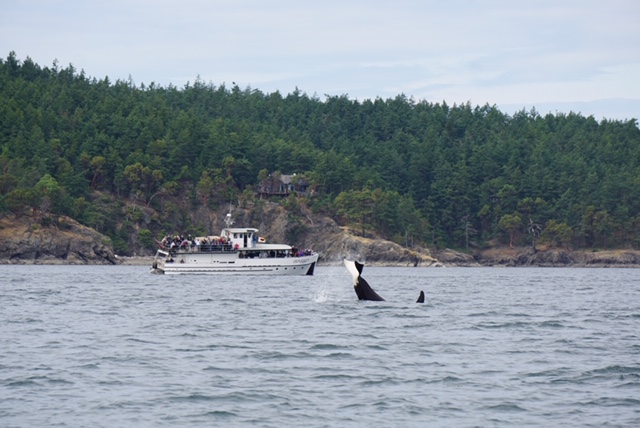 R&R Whale Watching Charters | 2201 Skyline Way, Anacortes, WA 98221, USA | Phone: (360) 941-6515