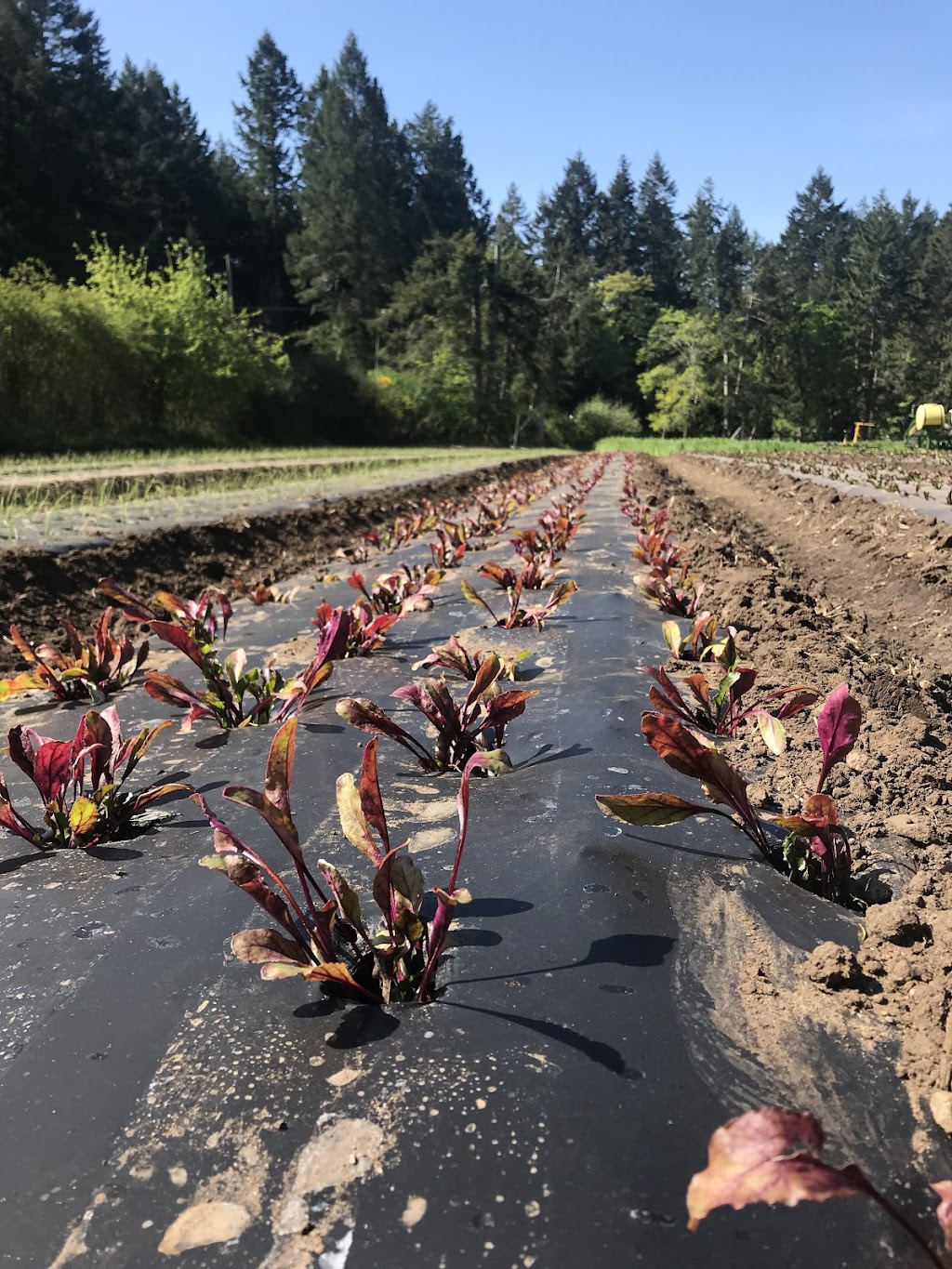 Cable Bay Farm | 13050 Porlier Pass Rd, Galiano Island, BC V0N 1P0, Canada | Phone: (250) 539-3008