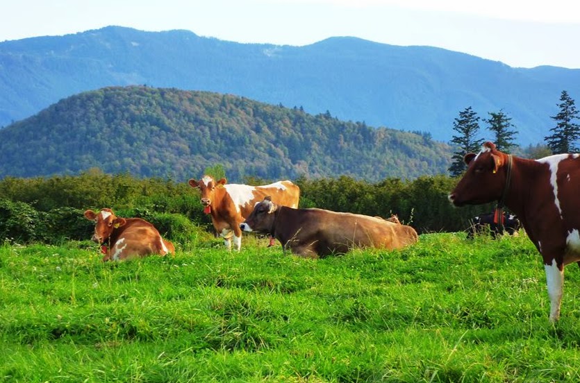 Farmhouse Natural Cheeses | 5634 McCallum Rd, Agassiz, BC V0M 1A0, Canada | Phone: (604) 796-8741