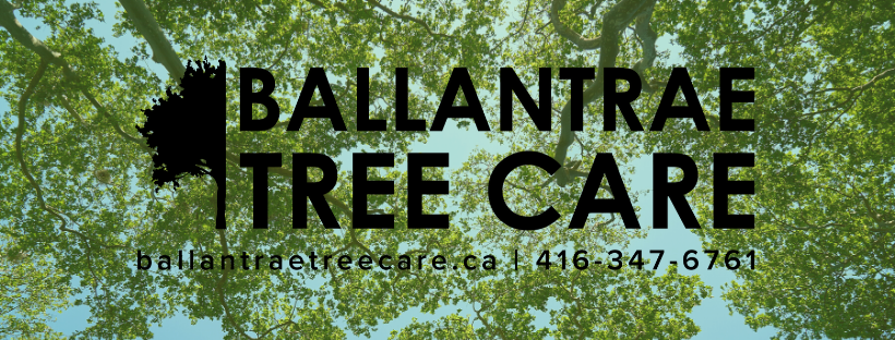 Ballantrae Tree Care | 5779 Aurora Rd, Whitchurch-Stouffville, ON L4A 7X4, Canada | Phone: (416) 347-6761