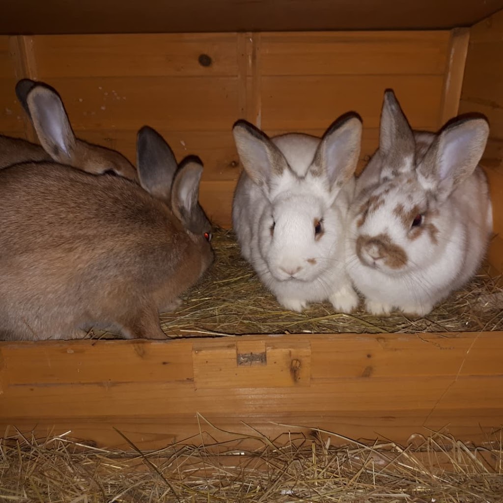 Murray St Rabbit Rescue | 99 Murray St, Brantford, ON N3S 5P3, Canada | Phone: (226) 802-9853