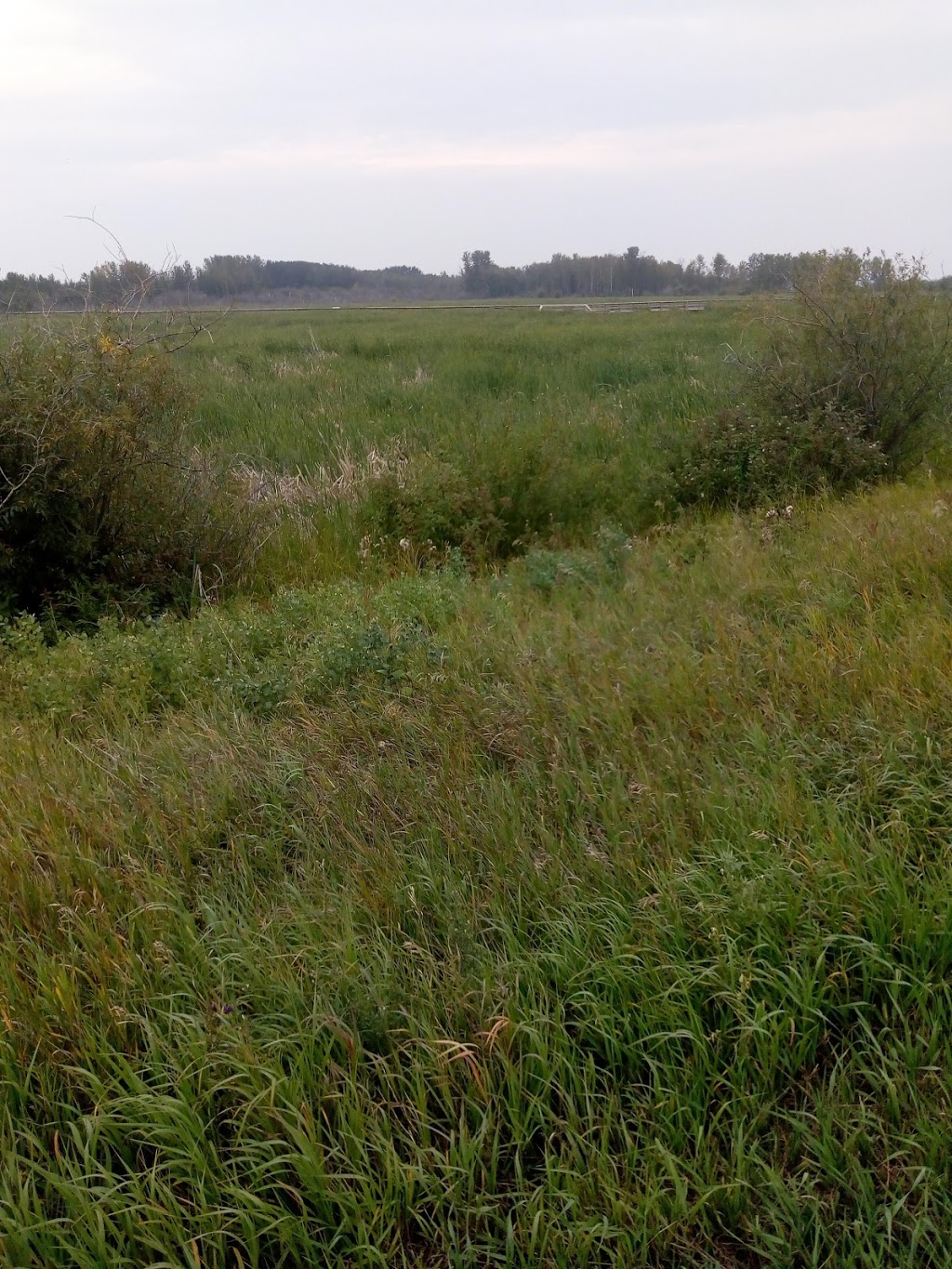 John E. Poole Wetlands | Unnamed Road, St. Albert, AB T5V, Canada