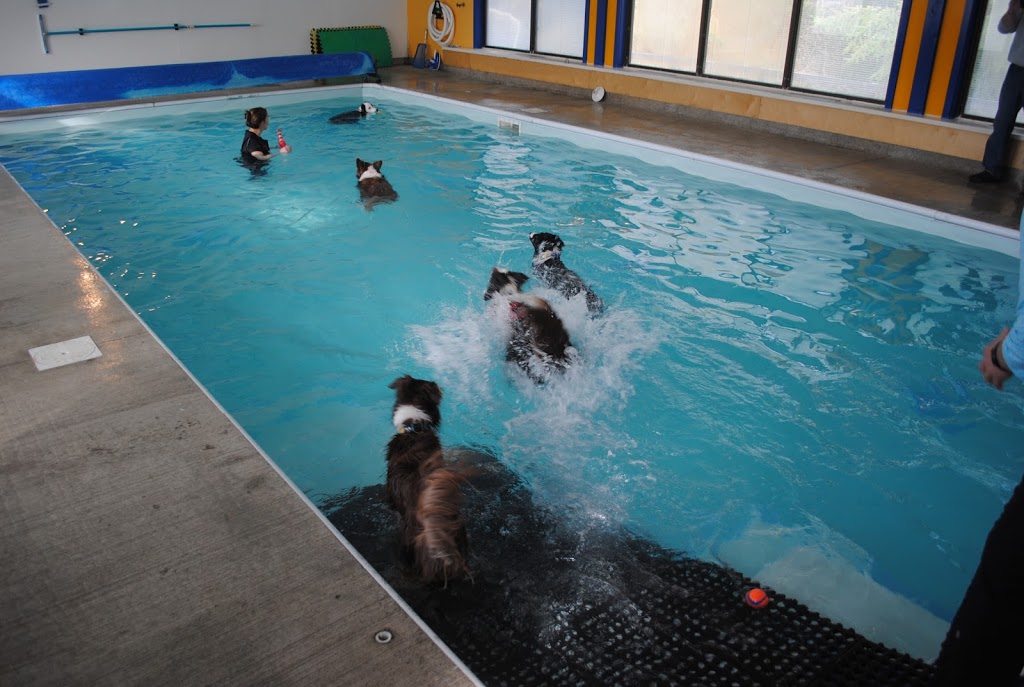 Coastal Canine Hydrotherapy & Fitness Centre | 1600 Benzon Crescent, Errington, BC V0R 1V0, Canada | Phone: (250) 905-0047