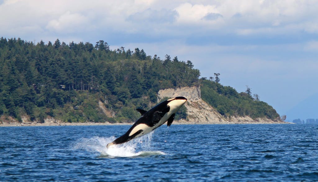 White Rock Sea Tours and Whale Watch Vancouver | Crescent Beach Marina, 12555 Crescent Rd, Surrey, BC V4A 2V4, Canada | Phone: (604) 868-1755