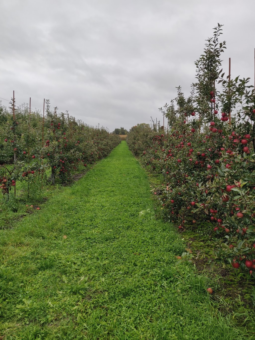 Oaklane Orchards | The Blue Mountains, ON N0H 1J0, Canada | Phone: (519) 599-5841