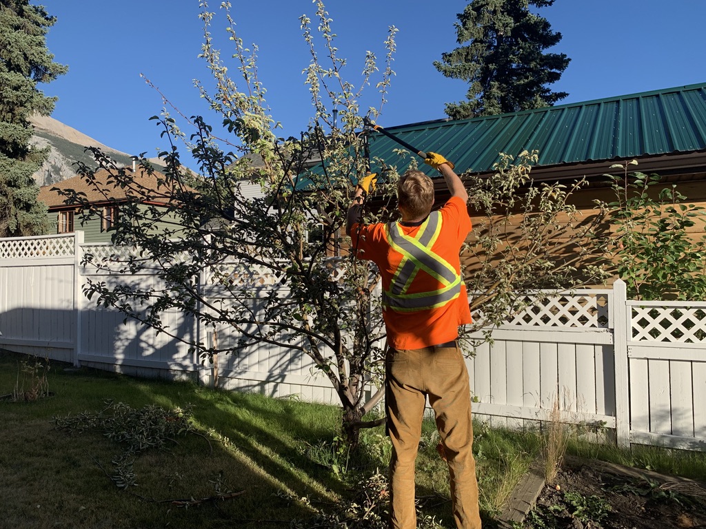 Cochrane Small Tree Pruning | 52 Bow Ridge Dr, Cochrane, AB T4C 1V5, Canada | Phone: (403) 505-9615